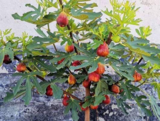 无花果的种植技巧和方法