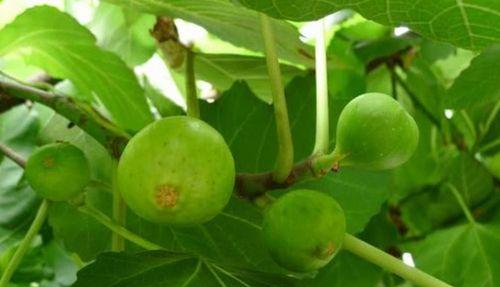 无花果树的浇水方法视频