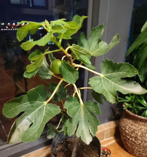 无花果树种植指南图片