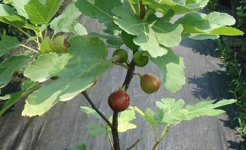 无花果树的嫁接方法视频