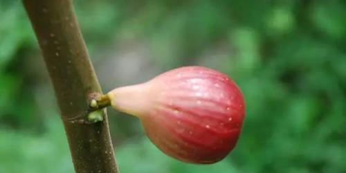 无花果树的花期及开花情况图片
