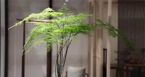 如何养好文竹的正确方法