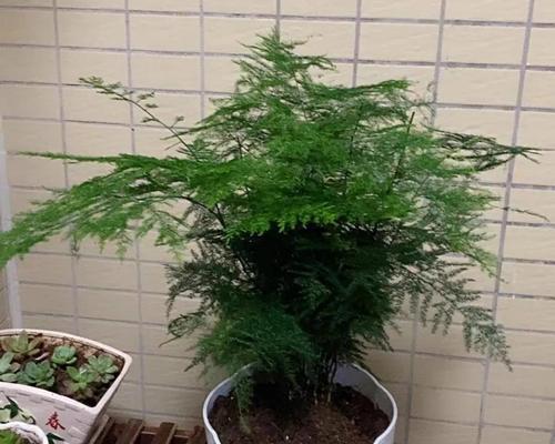 文竹肥料的选用与使用方法