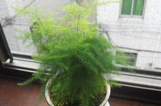 文竹移盆后的浇水注意事项有哪些