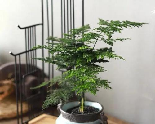 文竹夏季换盆指南图片