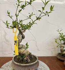 卫矛老桩盆景图片