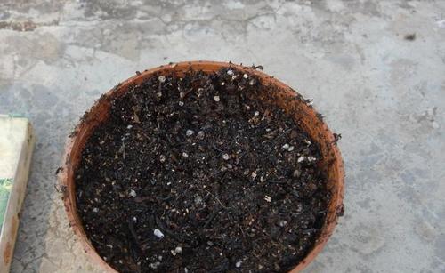网纹草的种植与配土方法视频