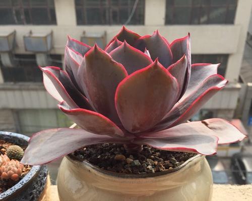 晚霞多肉适合什么盆