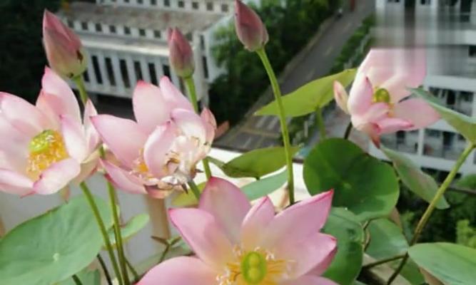 碗莲种植方法说明书