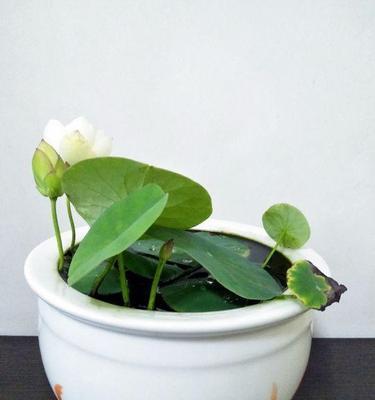 碗莲种植教程