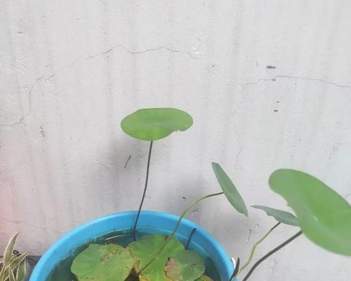 碗莲可否种在土里面