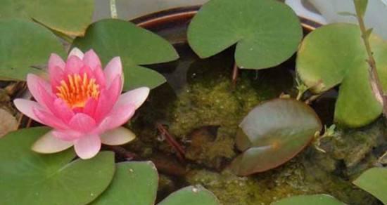 碗莲花期多长时间