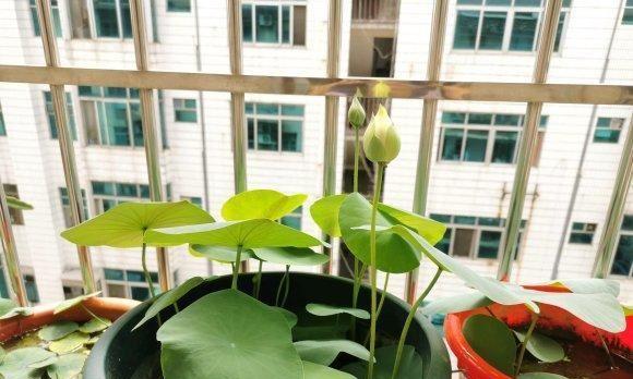 如何正确施肥,让碗莲健康茁壮成长呢