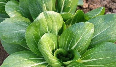 豌豆的生物学分类与性状特征是什么