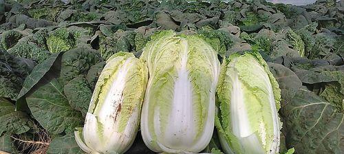 娃娃菜的耐寒能力及种植技巧视频