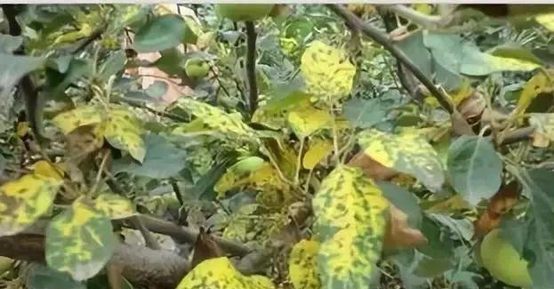 土豆黄叶病的原因及治疗处理方法视频