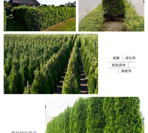 柏树种院子