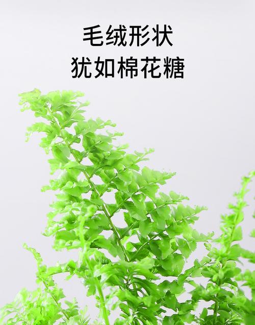 铁线蕨是喜阴植物吗