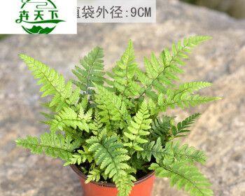 铁线蕨并非水生植物吗