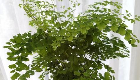 铁线蕨是木本植物吗