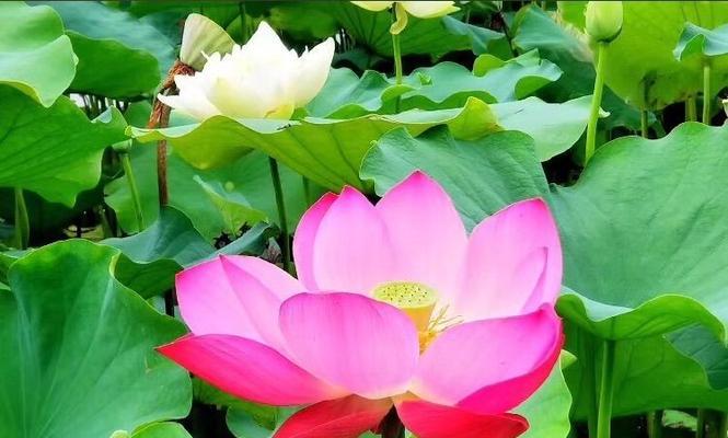 骄傲的人喜欢的花是什么花