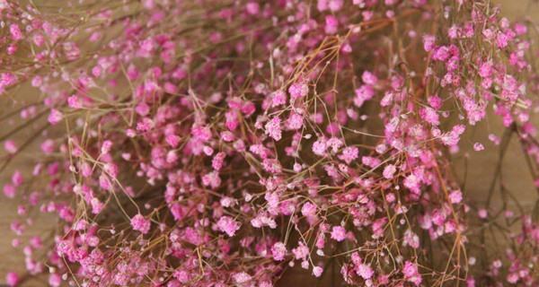 “初恋”是哪种花的花语?