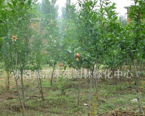 石榴树的最佳肥料是什么品种