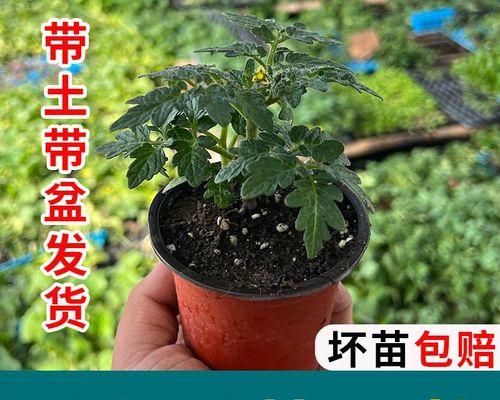 如何种植圣女果的籽子