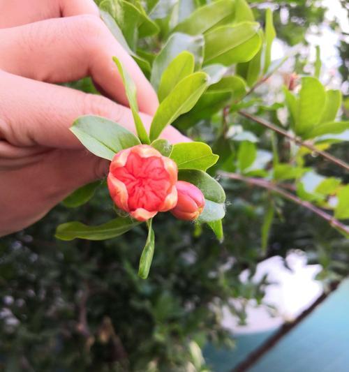 番石榴开花到结果要多久