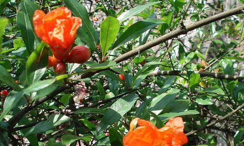 解密石榴花的花语是什么