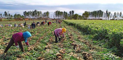 生姜种植全攻略:最佳时间与方法一网打尽