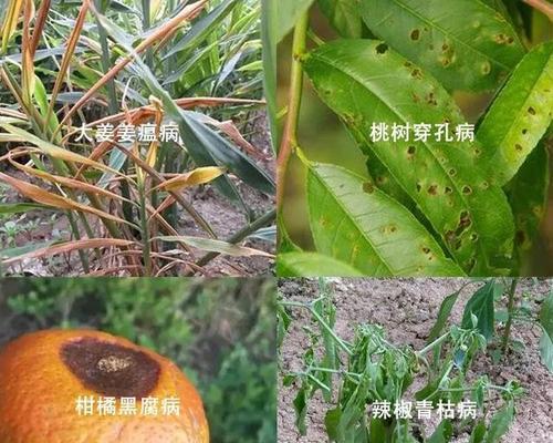生姜花叶病的预防和治疗方法视频