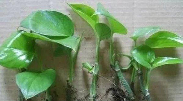 多菌灵和生根粉的正确使用方法