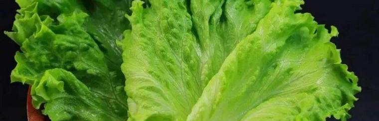 夏季种植生菜的技巧和方法