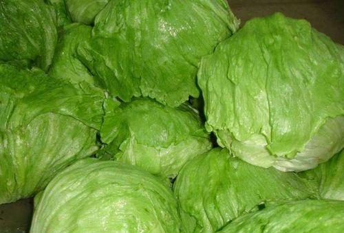 生菜种植的最佳时间是什么?