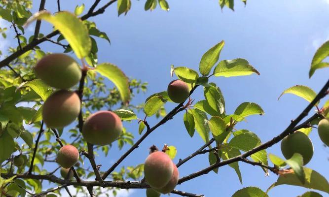 青梅成熟季节是几月份