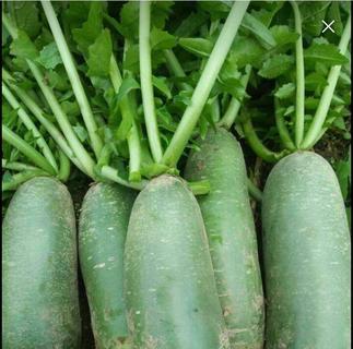 北方青萝卜种植方法