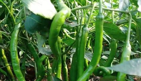 青椒种植时间及技术要点