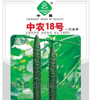 如何留下优质的青瓜种子呢