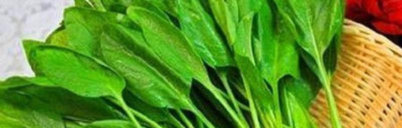 青菜真的是草本植物吗图片