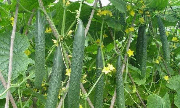 青菜种植周期是多久