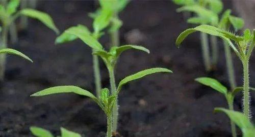 青菜播种期到发芽出苗时间详解视频