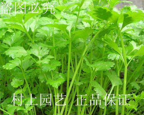芹菜种子的来源及种植技巧视频