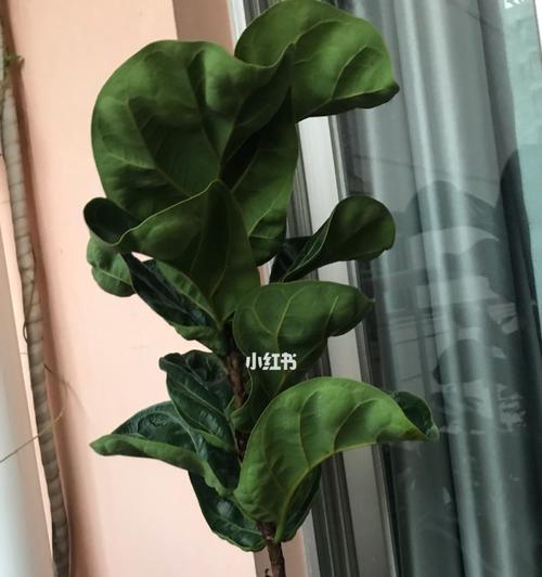 琴叶榕的冬季养护方法