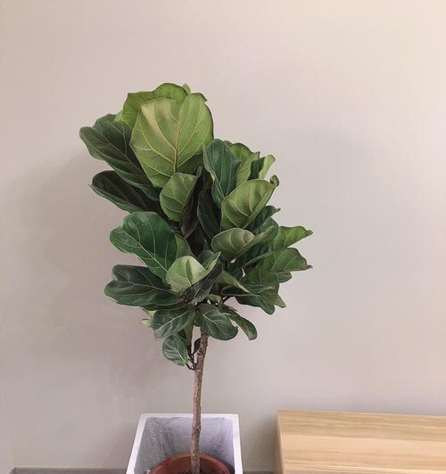 琴叶榕是吉树还是凶树