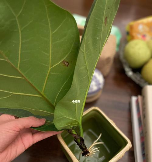 大琴叶榕如何浇水视频