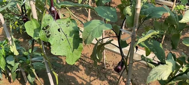 茄子修剪方法视频