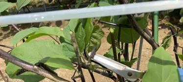 茄子修剪技巧视频