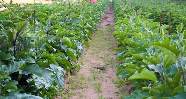 茄子种植的土壤选择什么肥料