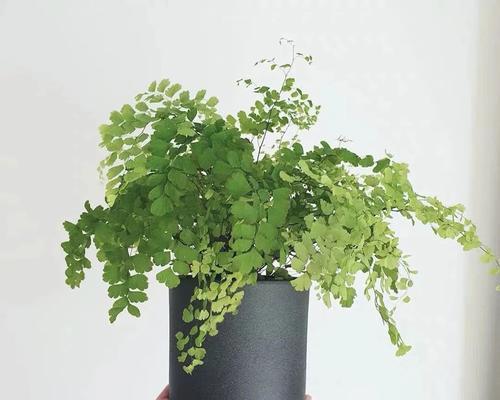 茄子到底是碳水化合物还是蔬菜类